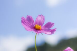 50代からの仕事探しの成功例！「家政婦」という選択